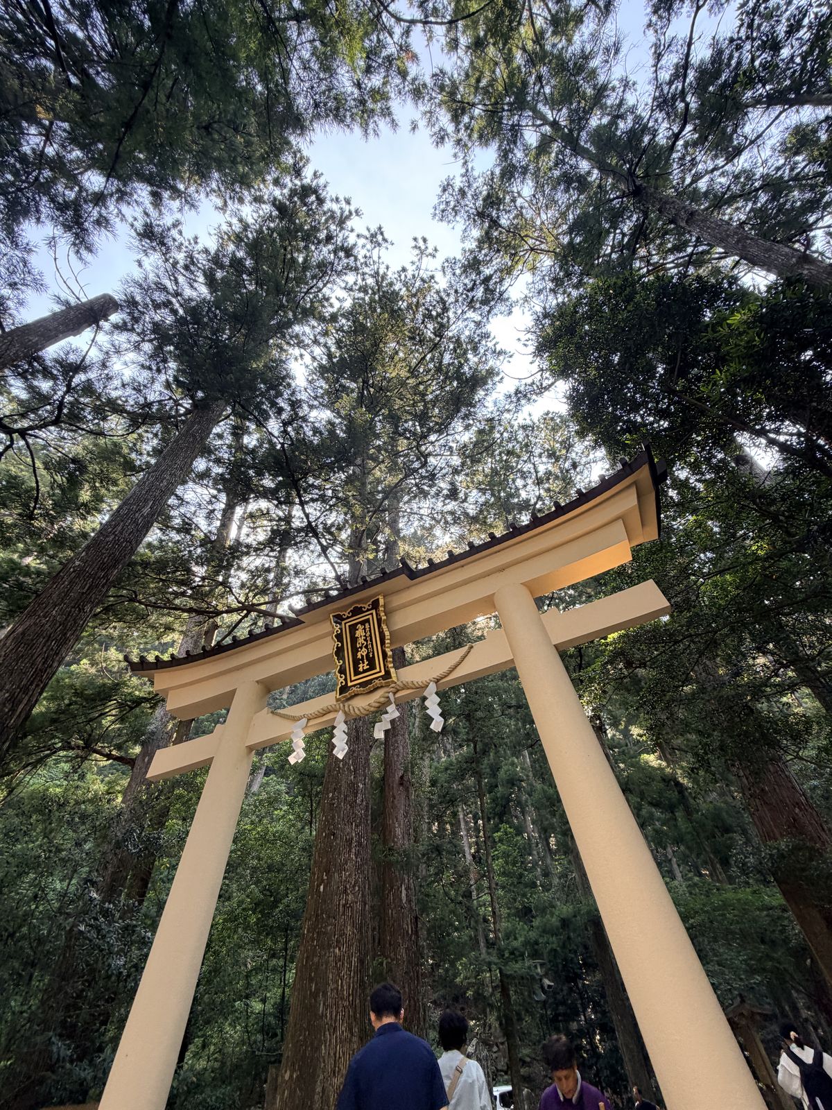 仰拍飛瀧神社鳥居與高大杉木