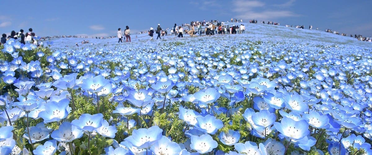 常陸海濱公園粉蝶花|2026 日本第一粉蝶花絕景