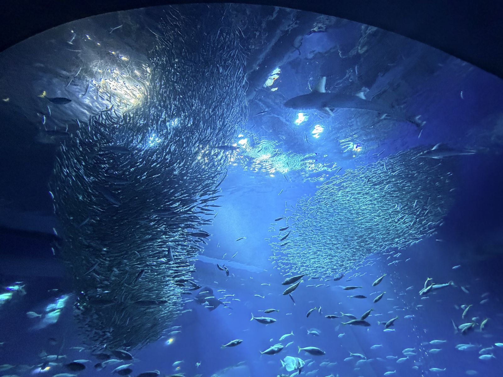 IWASHI LIFE 沙丁魚大群在藍色水槽中形成漩渦