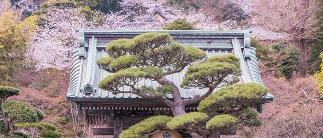 🌸 春日大社
