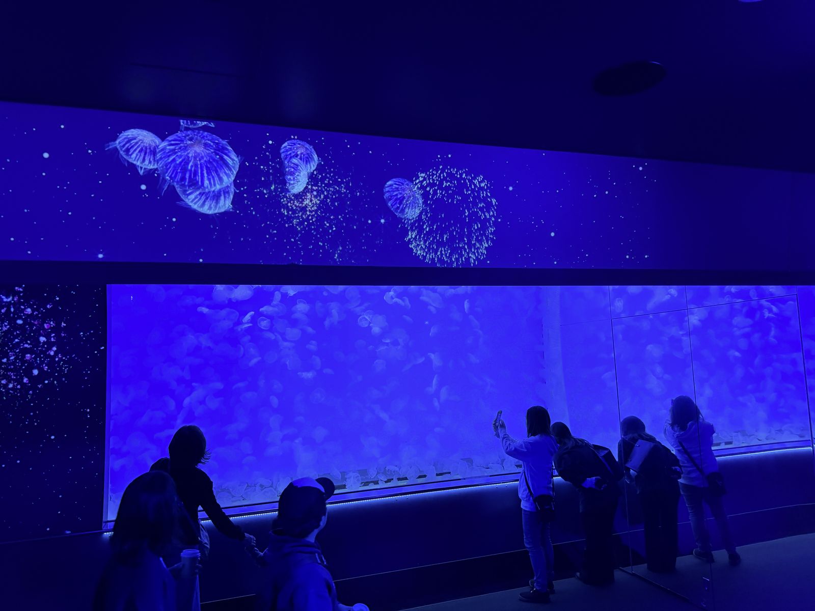大洗水族館水母廊道與藍色照明展櫃