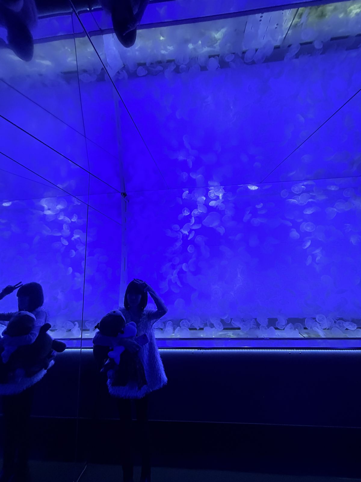 水母水槽中群游的水母特寫