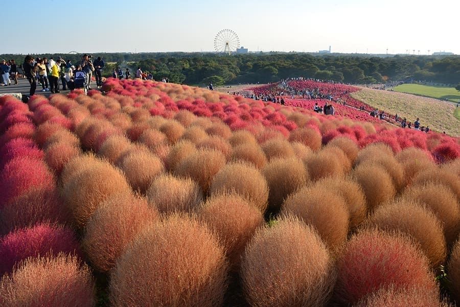 關東掃帚草紅葉包車五日遊