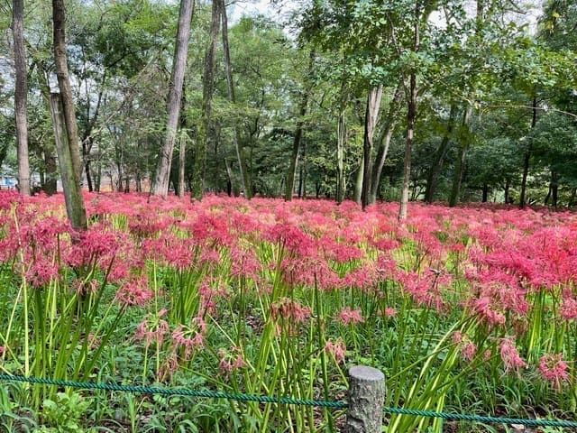 關東彼岸花季紅葉包車四日遊