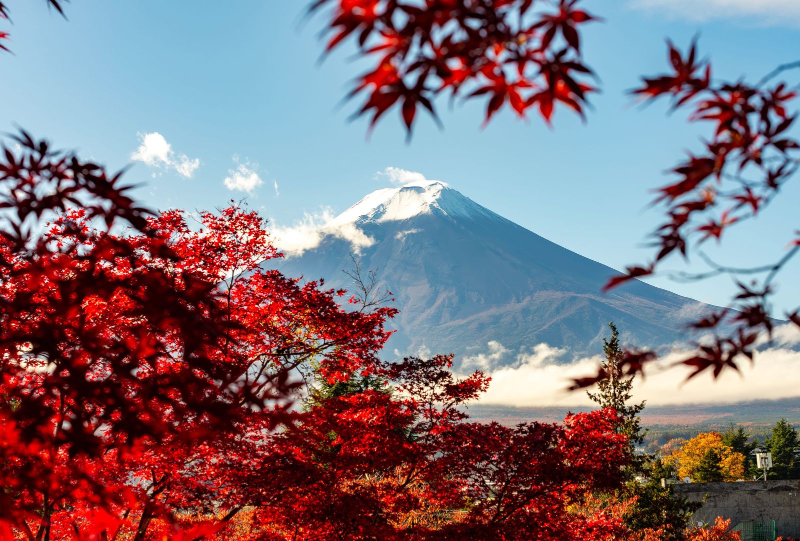 河口湖紅葉迴廊前景紅楓與雪頂富士山秋景