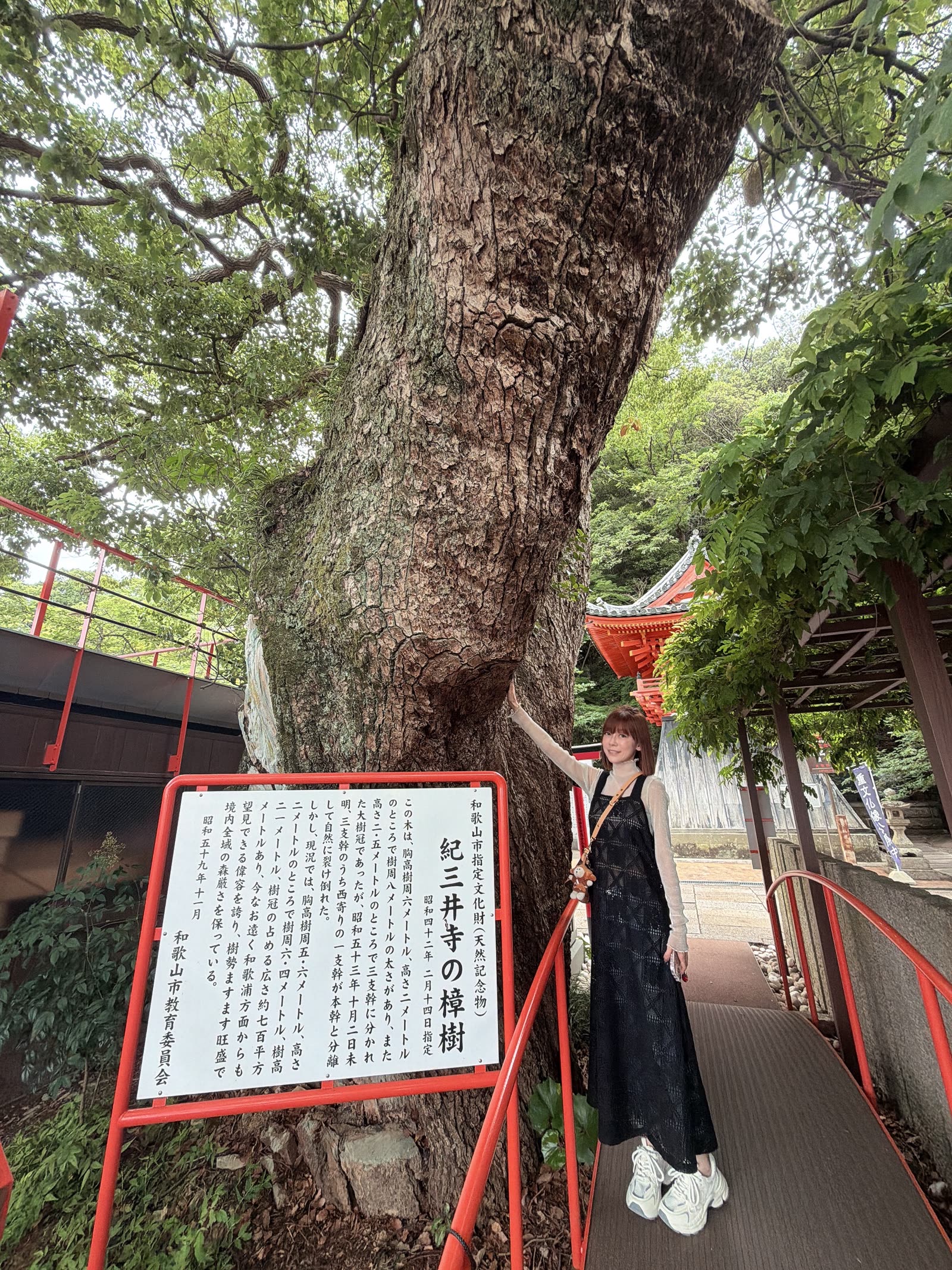 紀三井寺境內的名木與參道