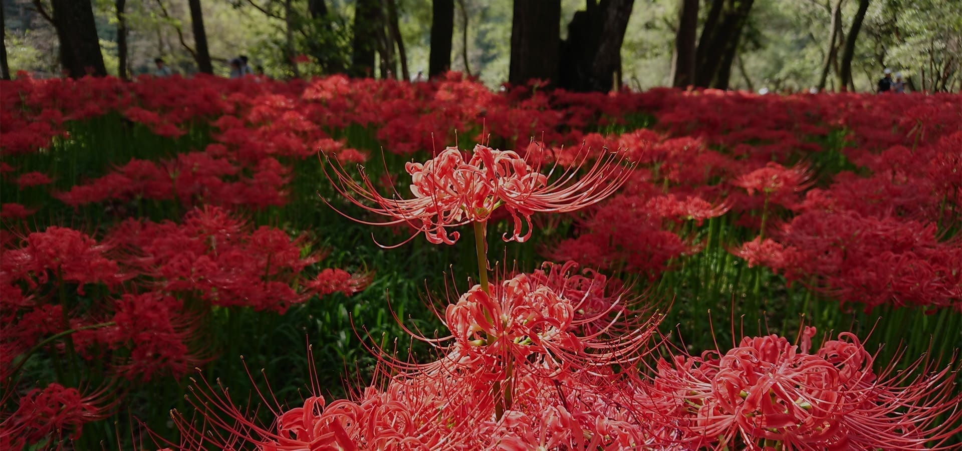 巾着田林間盛開的紅色曼珠沙華花海