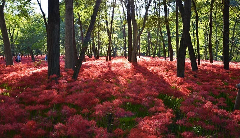 巾着田樹林下延伸的曼珠沙華花海
