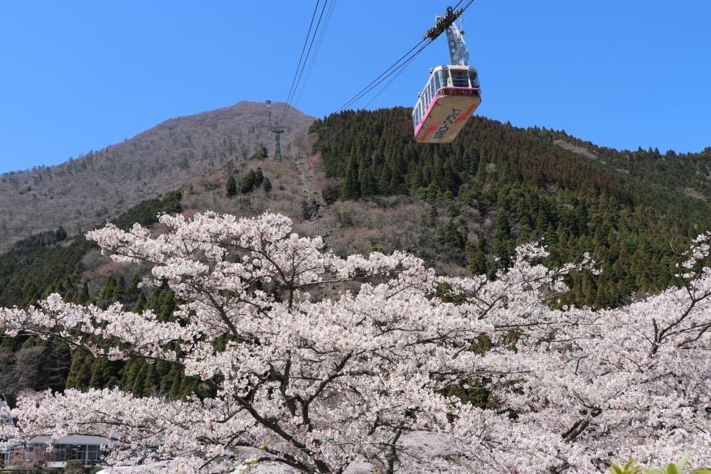 大分川岸櫻並木