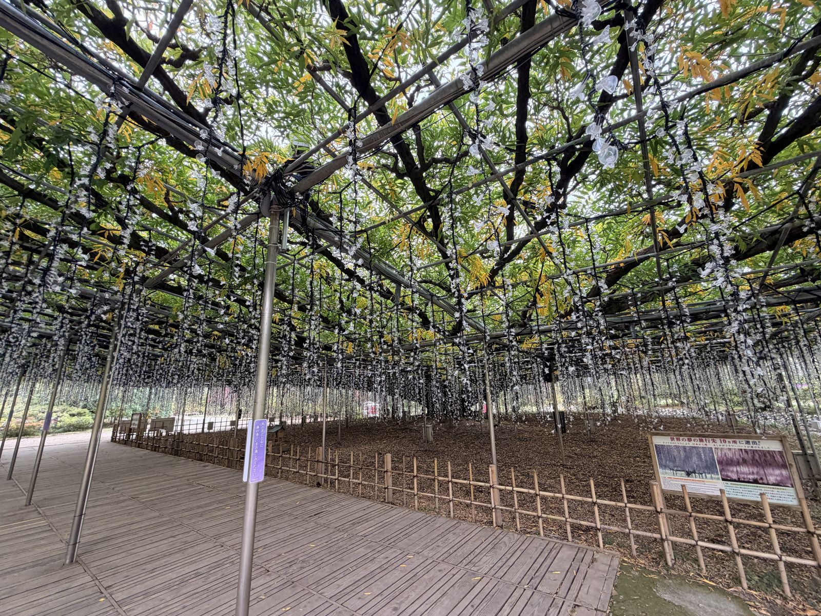 藤棚下 LED 燈串近景與木棧道