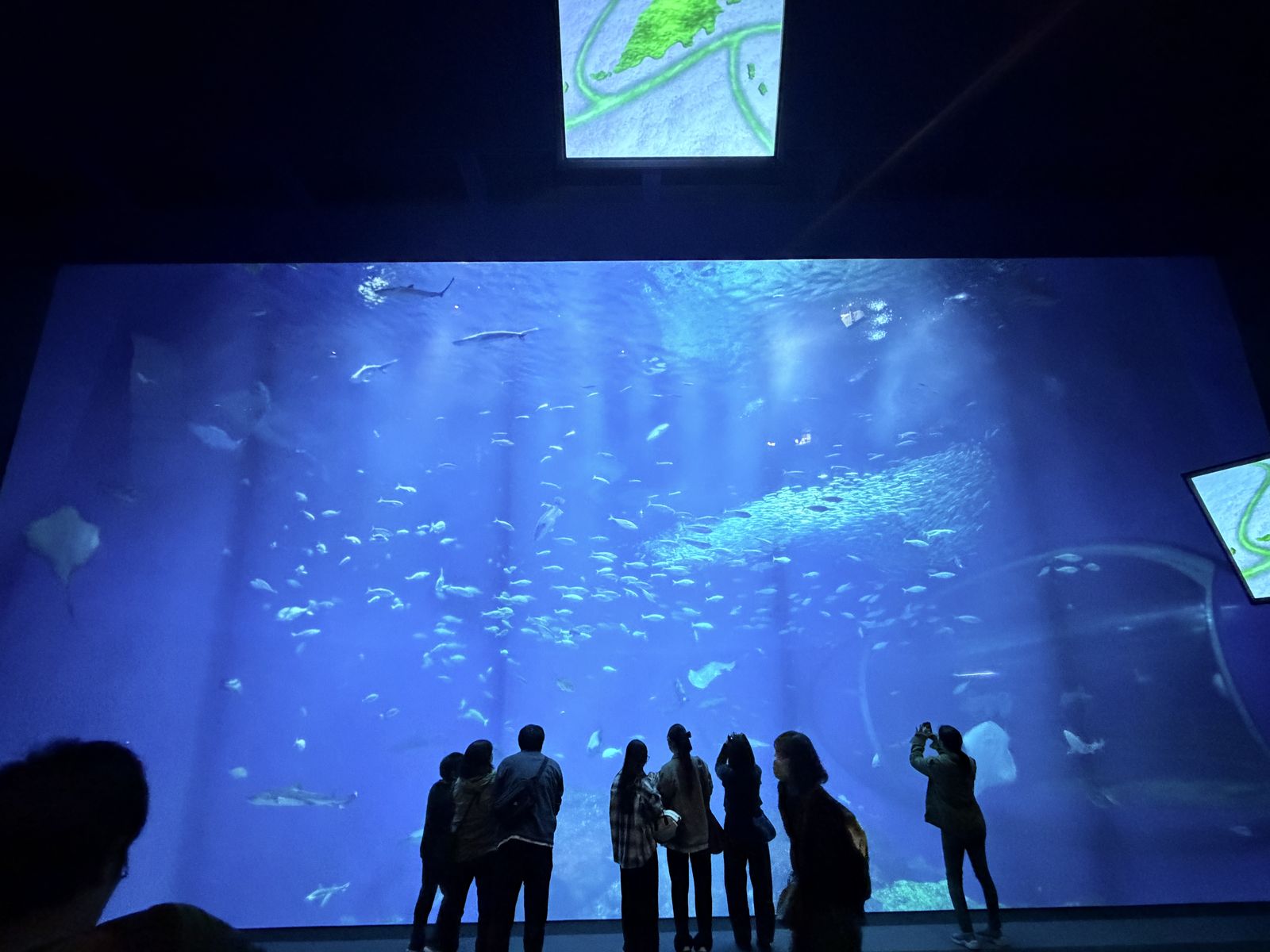 遊客站在大型水槽前觀看海洋生物