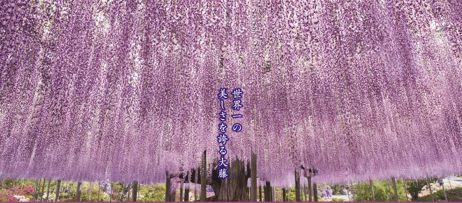紫藤祭-足利花卉公園-世界第一美麗紫藤