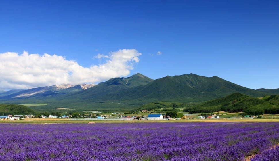 富良野花田與起司工坊一日遊行程亮點