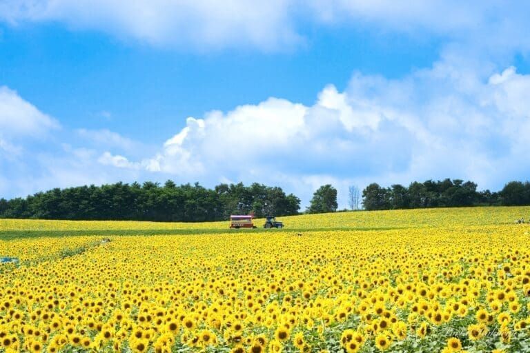 Flower Land 上富良野
