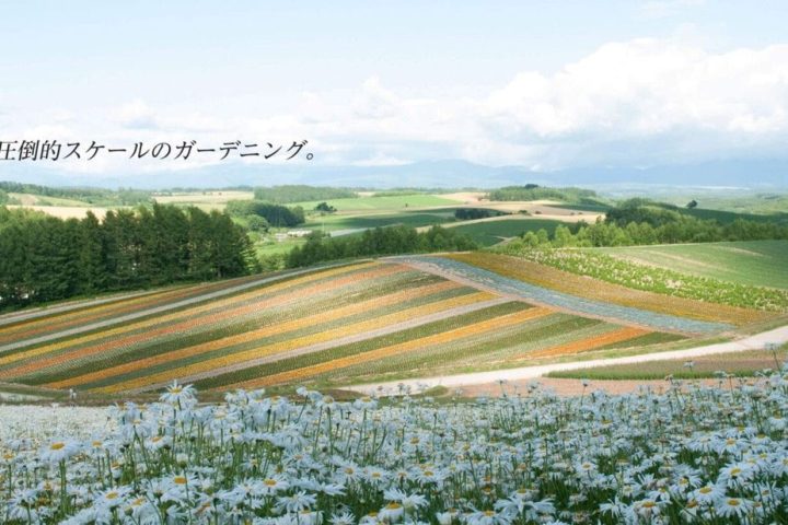 美瑛四季彩之丘與白金青池一日遊