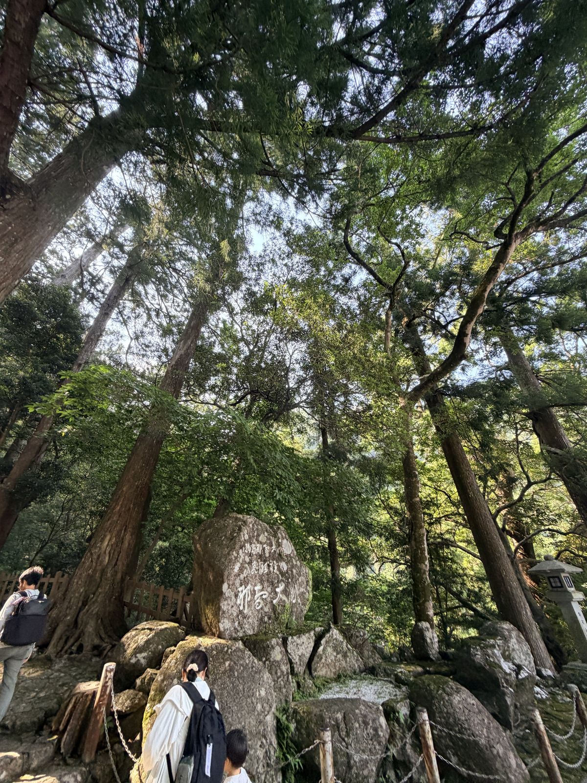 參道旁苔石與杉木樹冠