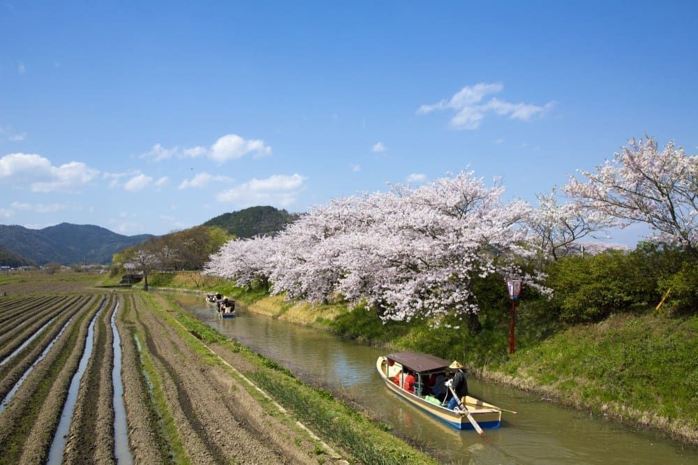 近江秘境・湖光美學五日遊 ( 京都風情與琵琶湖自然藝術之旅 ) 行程亮點