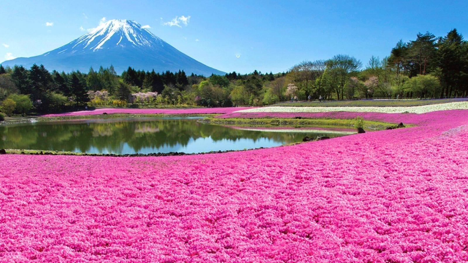 富士山芝櫻祭 ( 4月中旬至5月下旬舉辦 )