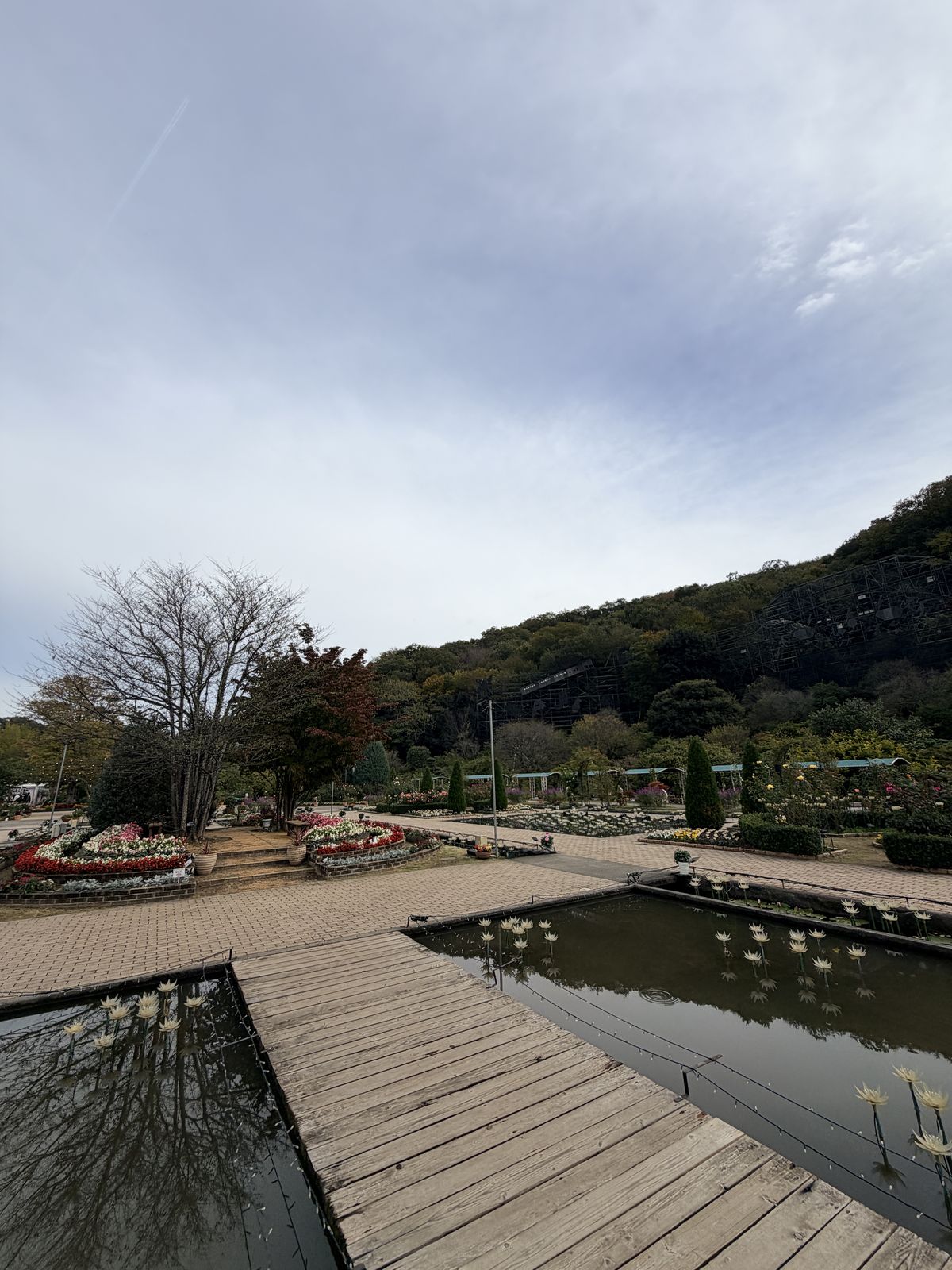 紫鼠尾草花田中的木棧道步道