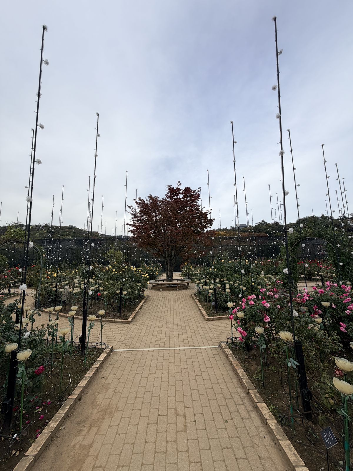 玫瑰園步道與遠山景色