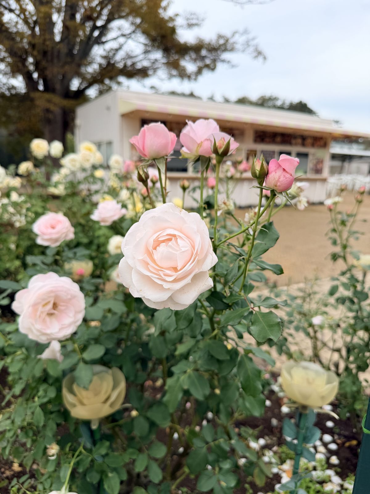 足利花卉公園粉紅玫瑰特寫