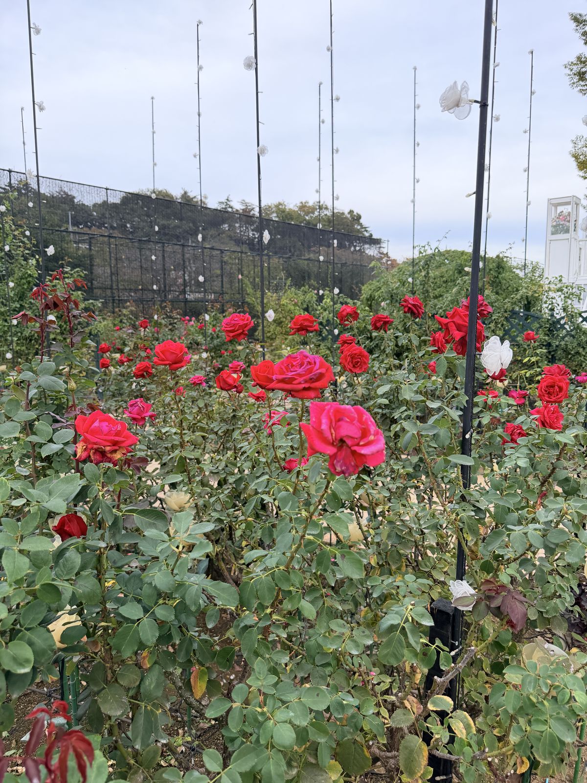 足利花卉公園紅玫瑰花叢