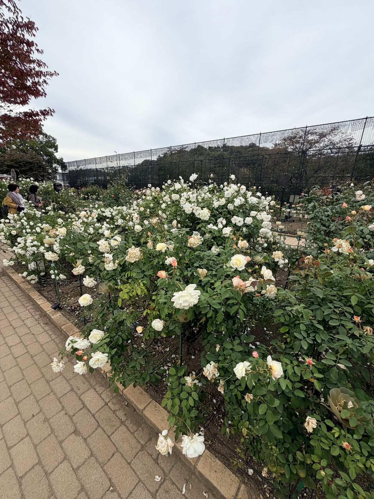 足利花卉公園白玫瑰特寫