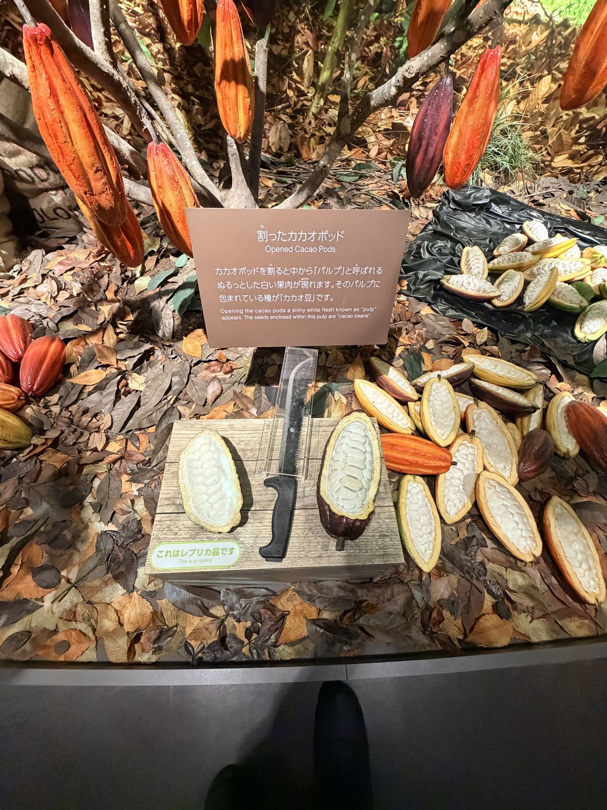 ROYCE' 展場可可樹上的可可果