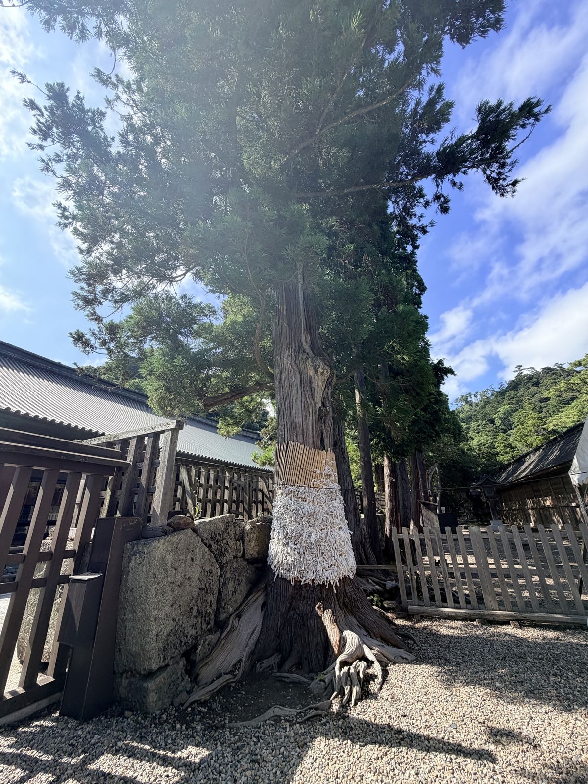 境內神木樹幹纏繞注連繩與紙垂
