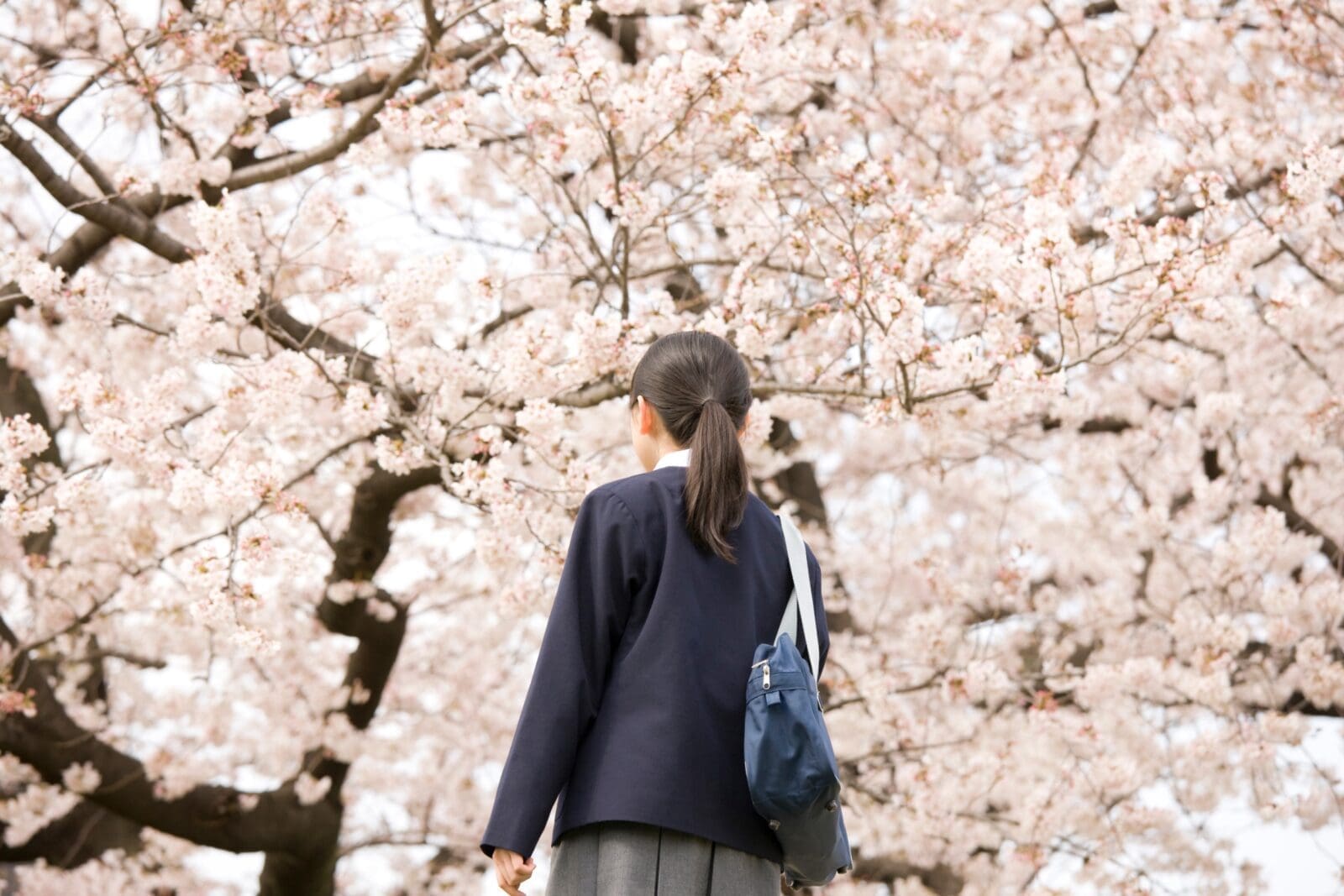 日本宮城櫻花之旅：五大賞櫻景點推薦