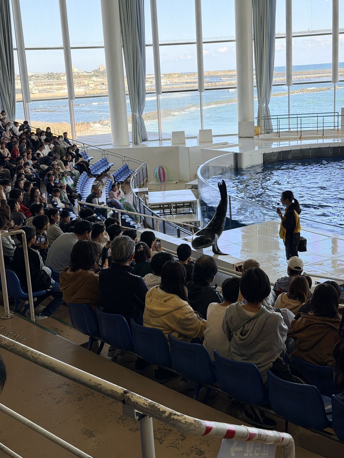 Ocean Live 海獅在平台上表演倒立