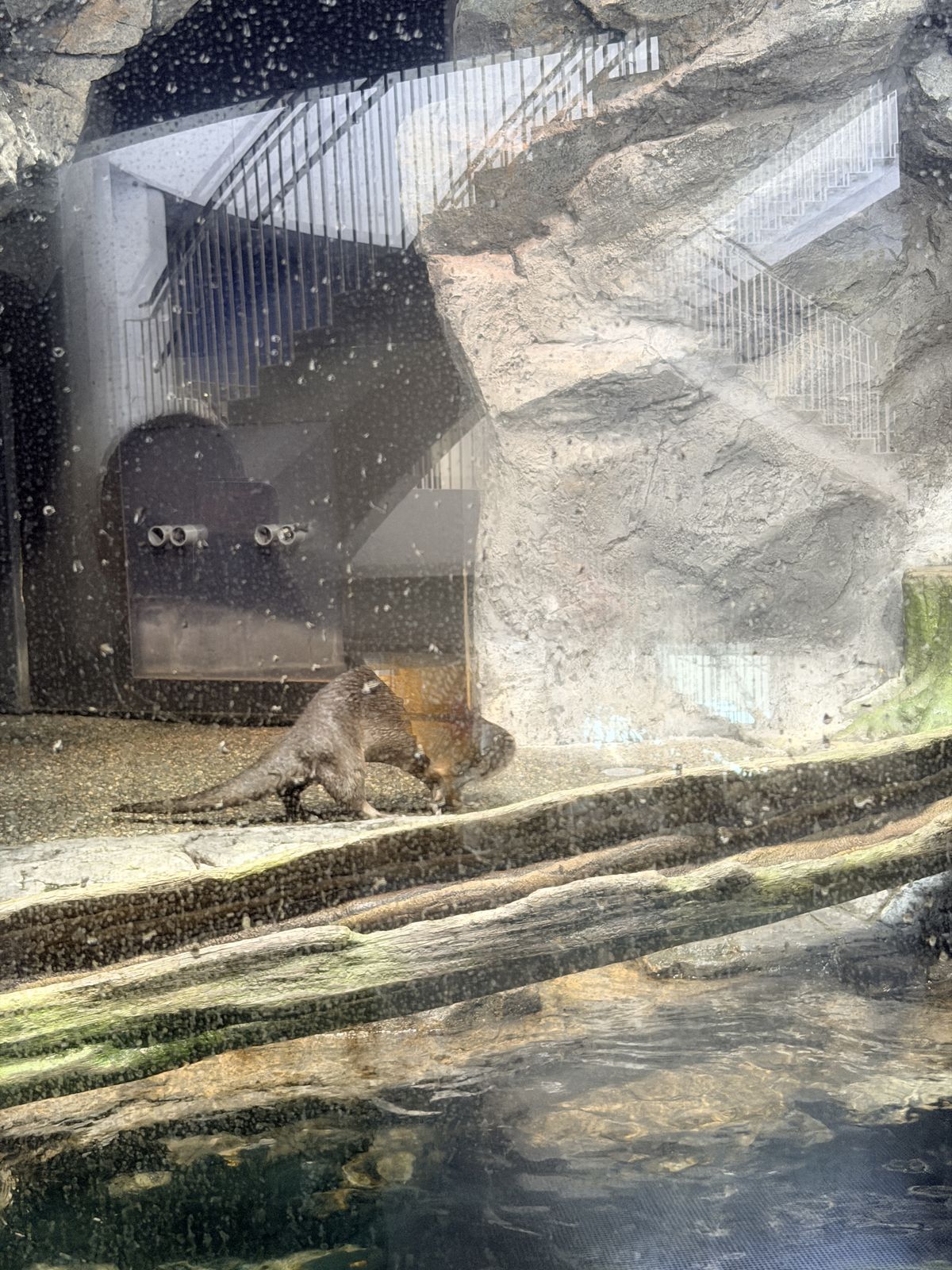 海獺在岩石與木棧環境中活動