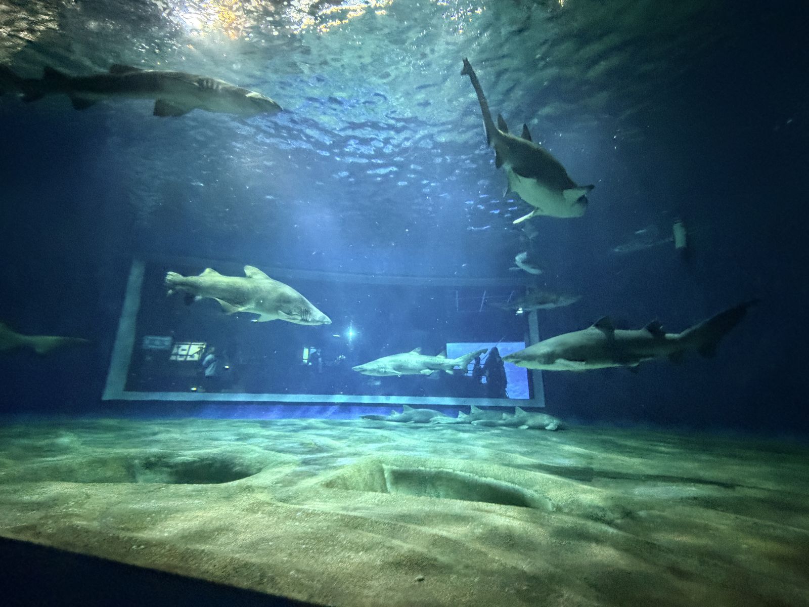 大洗水族館鯊魚水槽中多隻鯊魚悠游