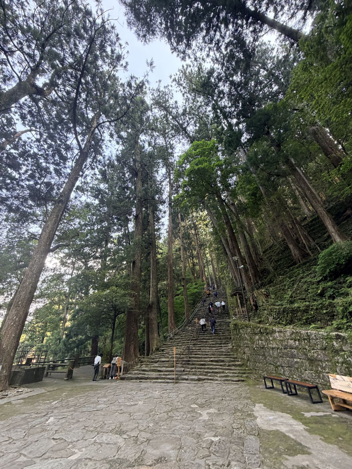 杉木林間陡峭石階往上延伸
