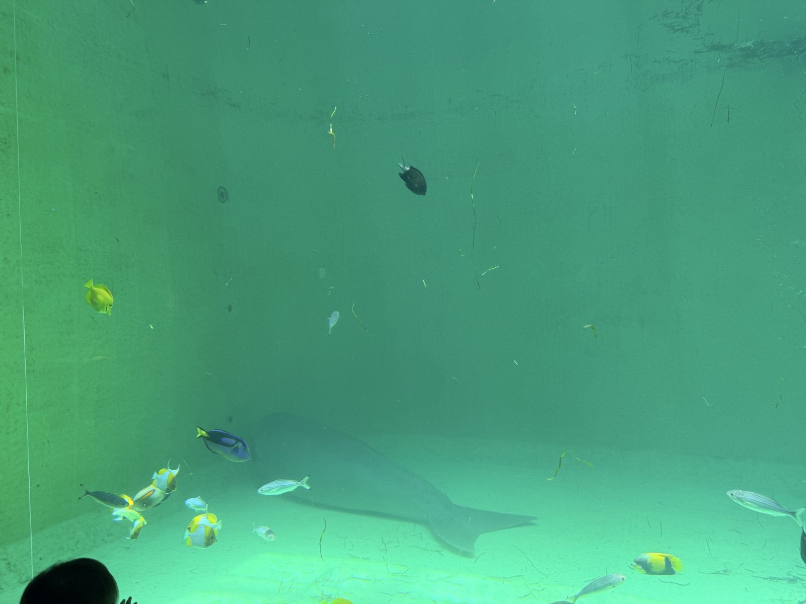 鳥羽水族館水槽底部休息的鯊魚與熱帶魚