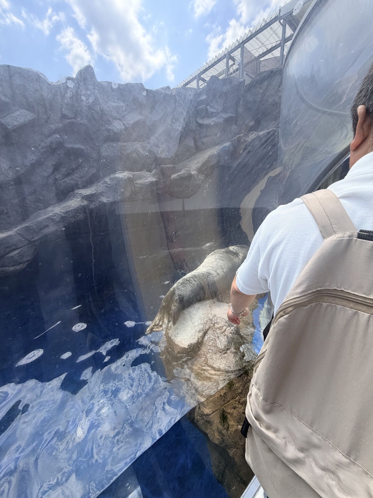 旅客隔著玻璃近距離觀察鳥羽水族館的海獸
