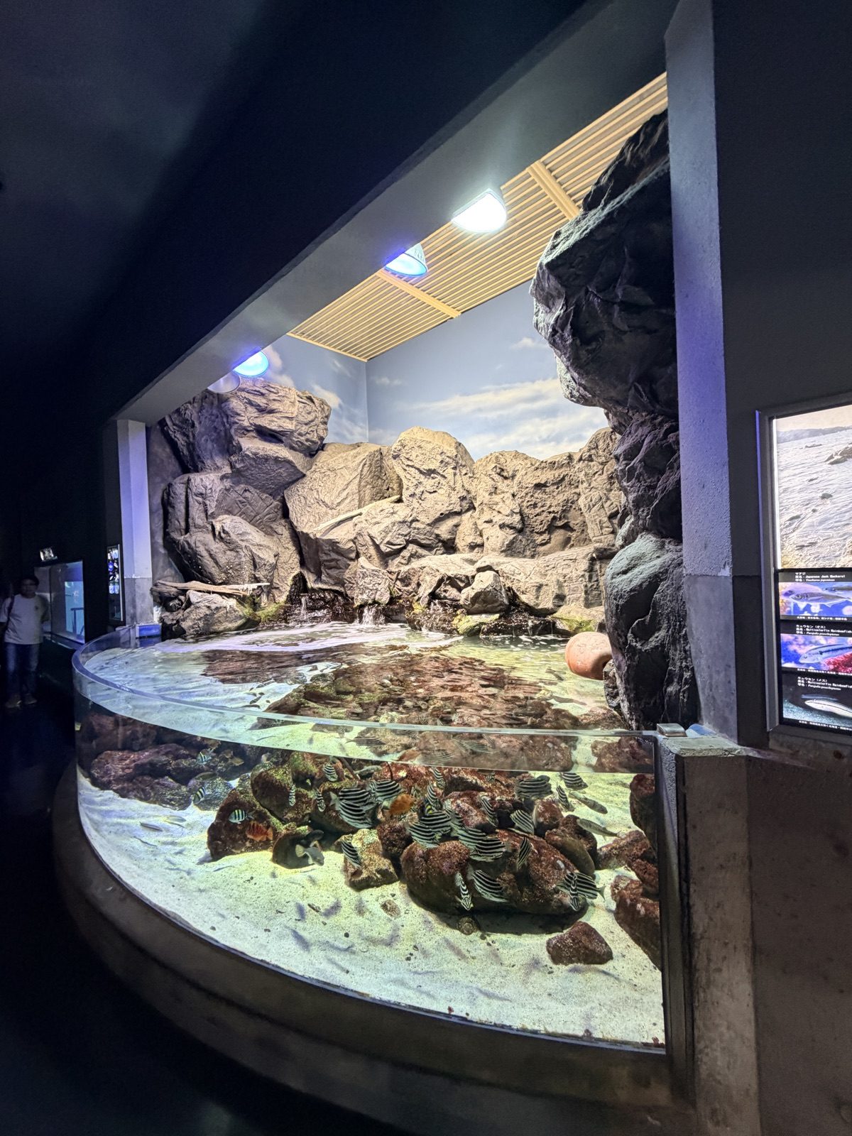 鳥羽水族館岩礁水槽與近距離觀察區