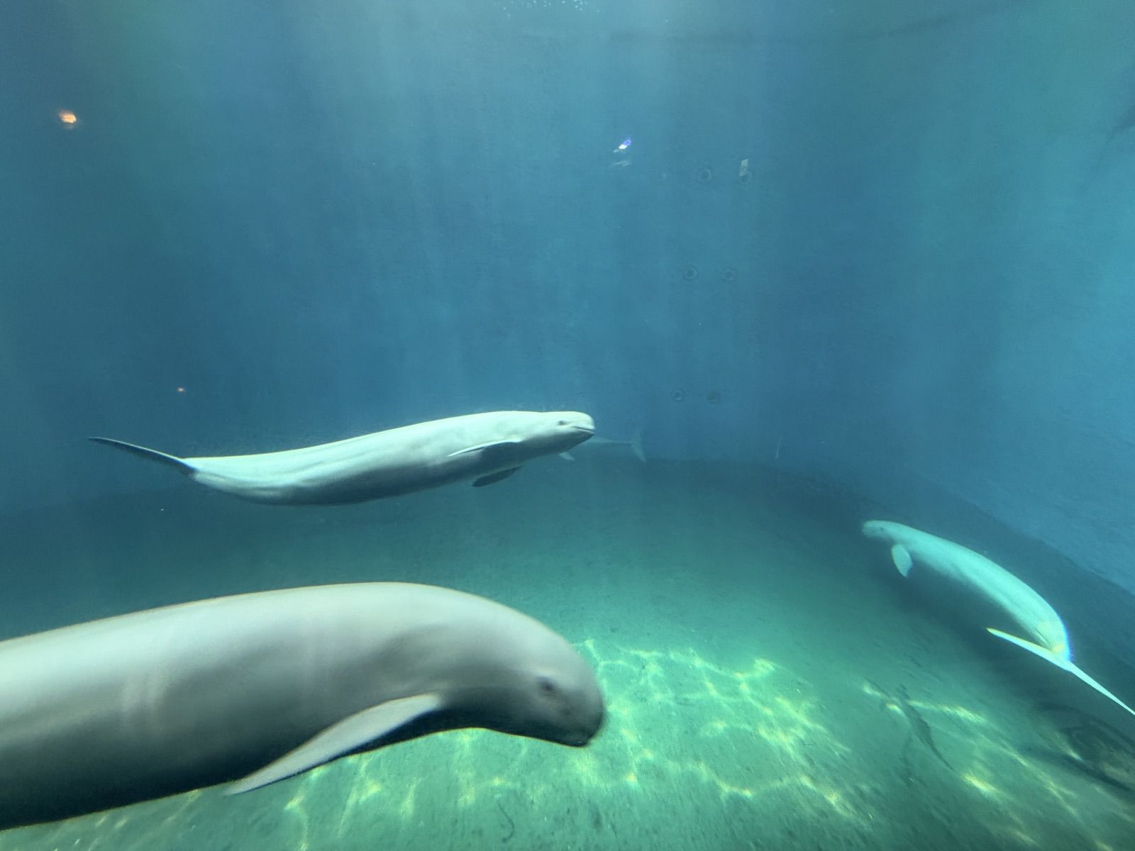鳥羽水族館水槽中成群游動的海豚