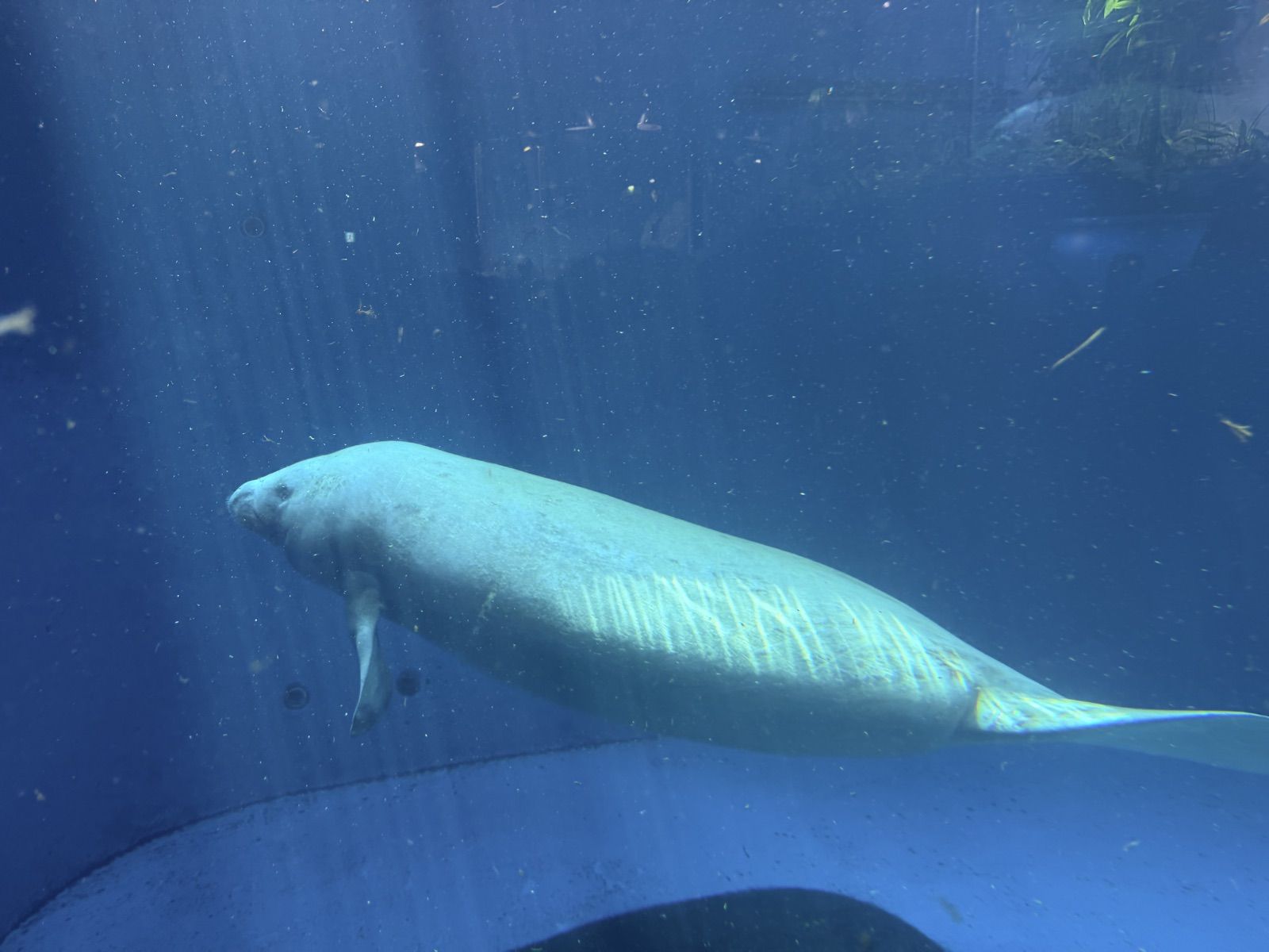 鳥羽水族館人魚之海展區的儒艮 Serena