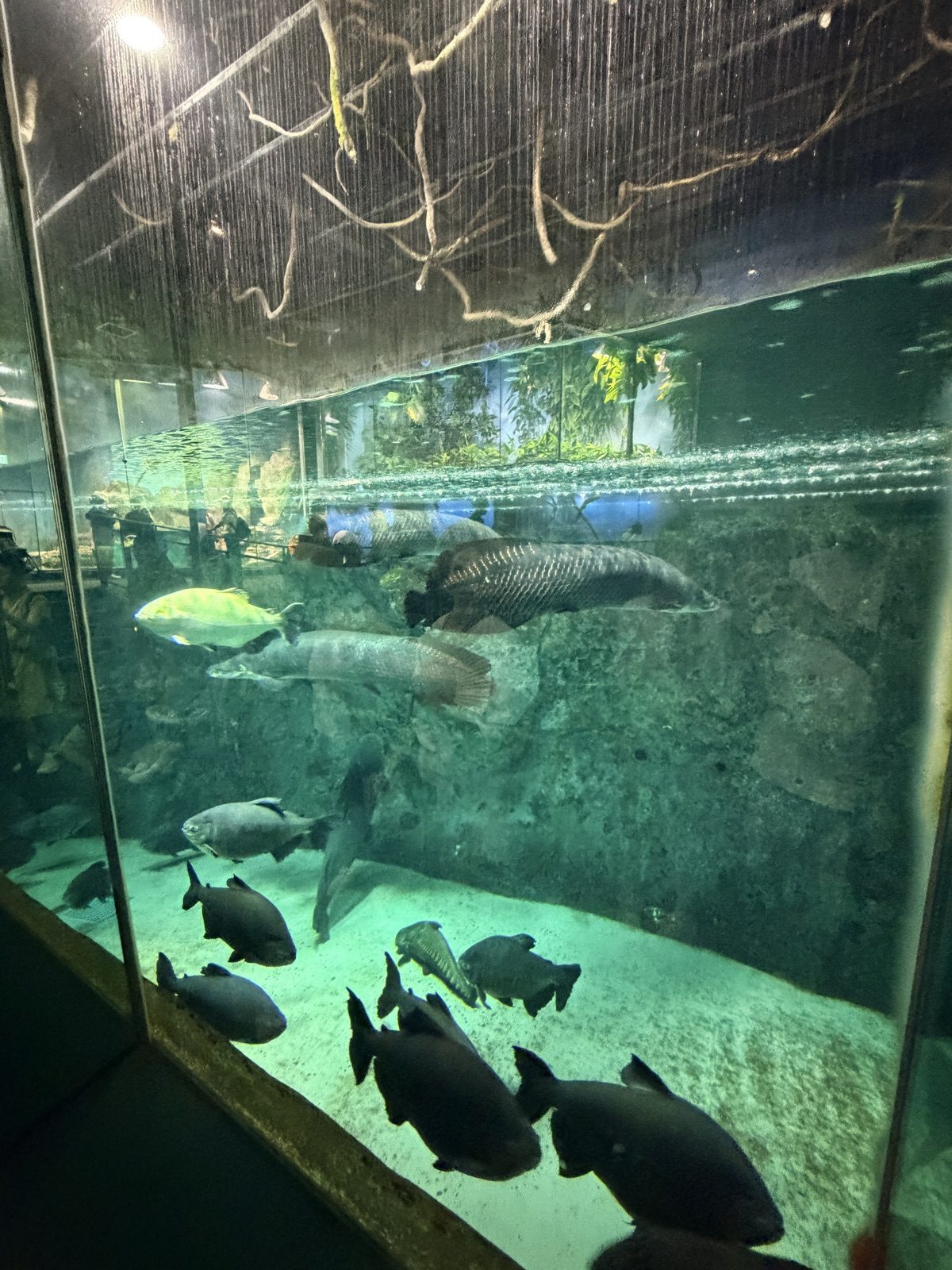 鳥羽水族館叢林世界水槽的水下景觀與魚群