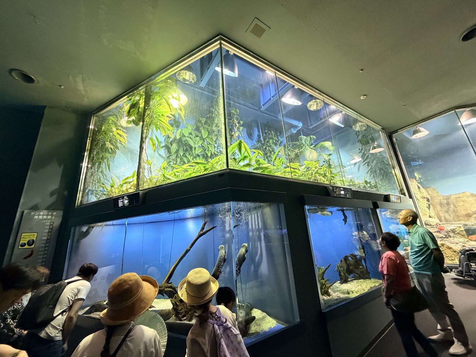 鳥羽水族館叢林世界的多層熱帶雨林水槽