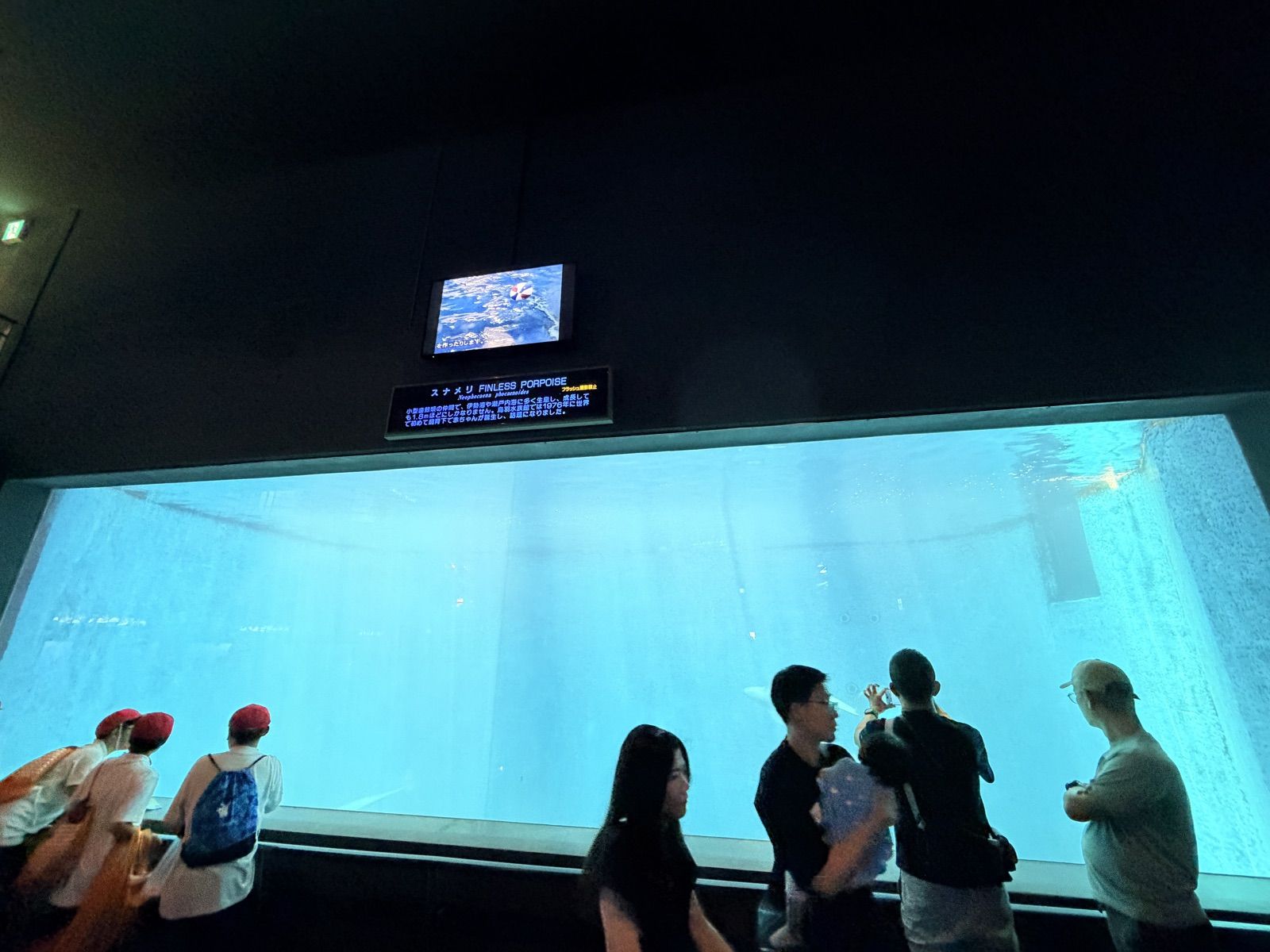 旅客在鳥羽水族館大型水槽前觀察海洋生物