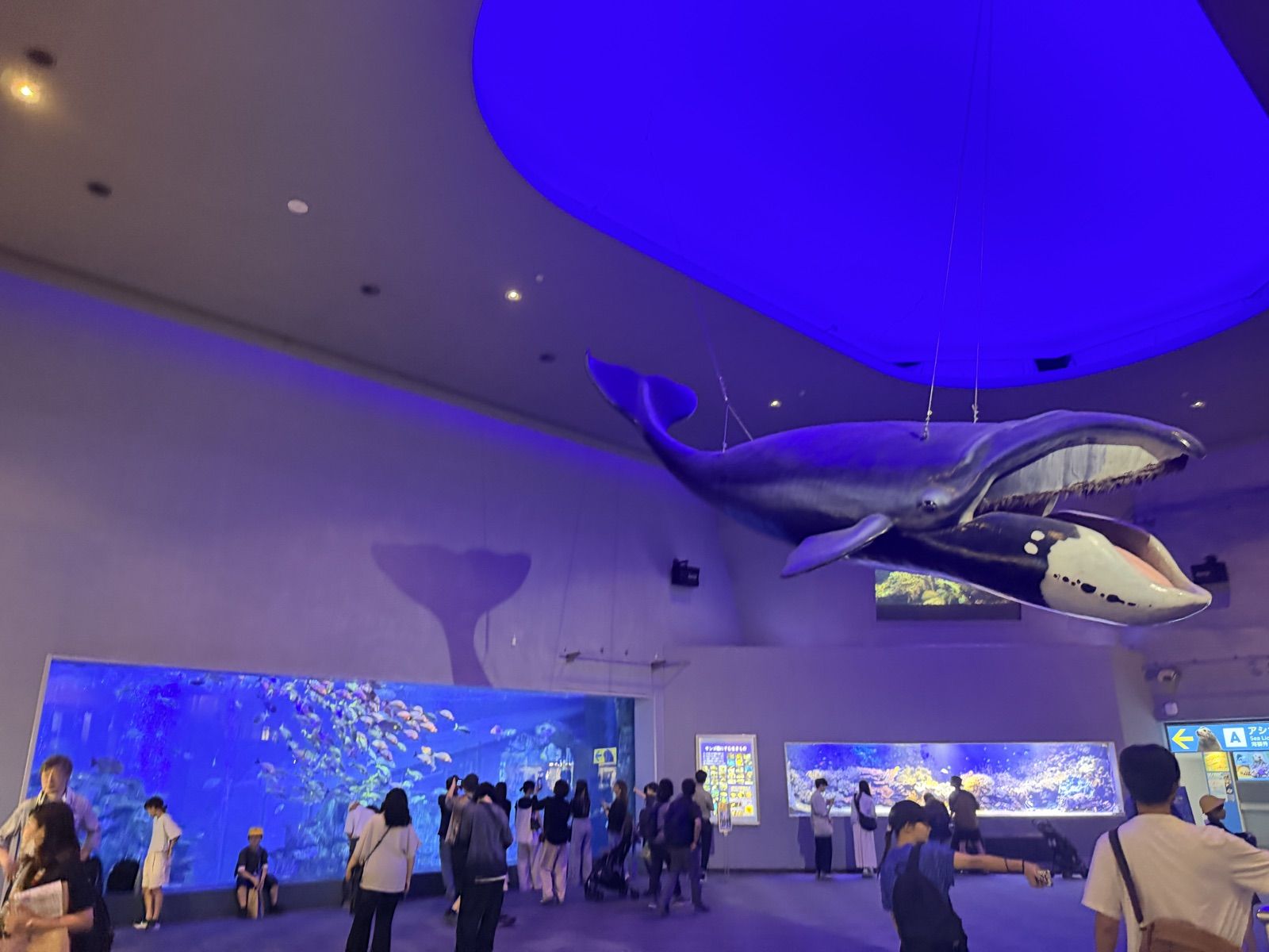 鳥羽水族館中央大廳與懸掛於上方的海洋生物模型