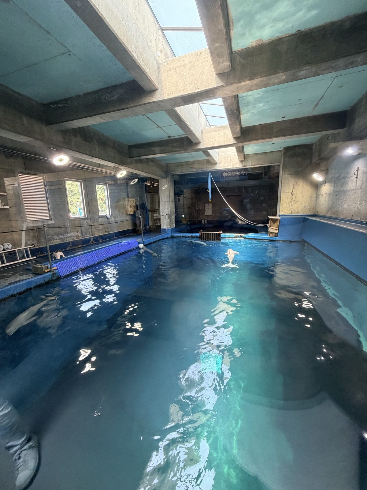 鳥羽水族館採光天窗下的館內長形水池
