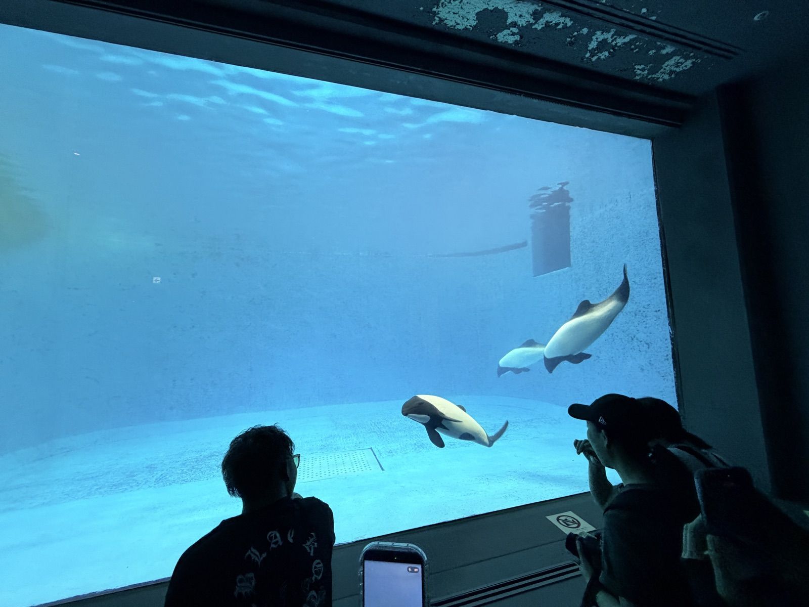 鳥羽水族館水槽中游泳的企鵝