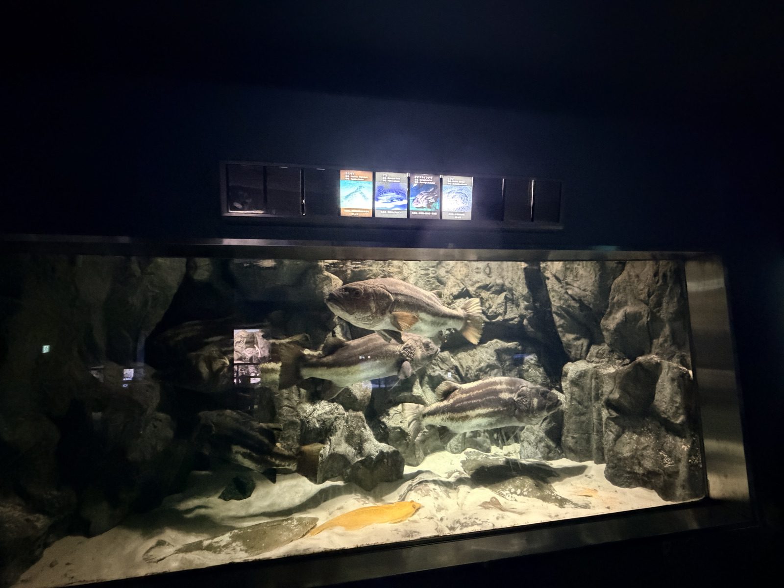 鳥羽水族館岩礁生態水槽中的魚群