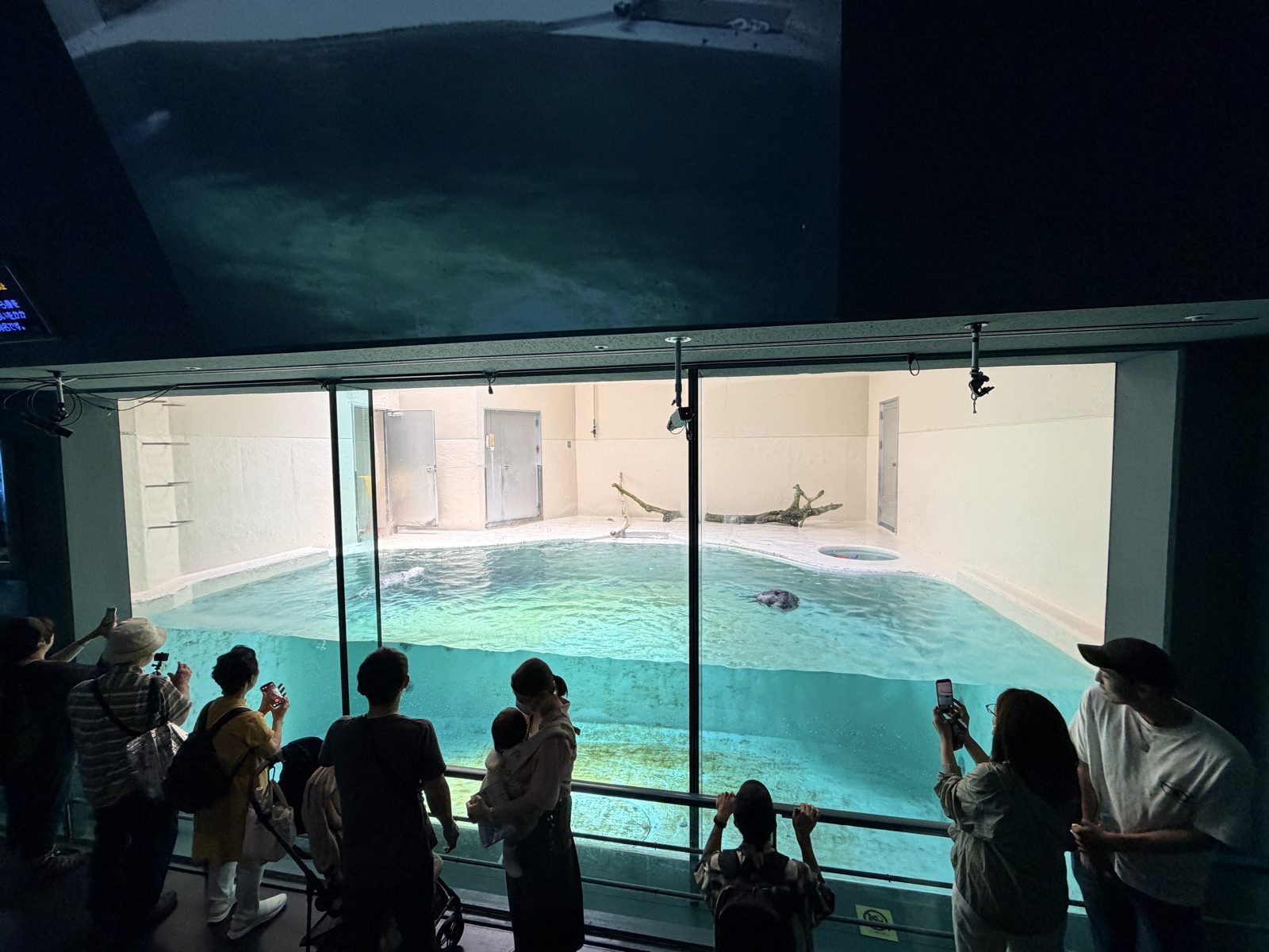 旅客在鳥羽水族館海獺水槽前等候觀賞