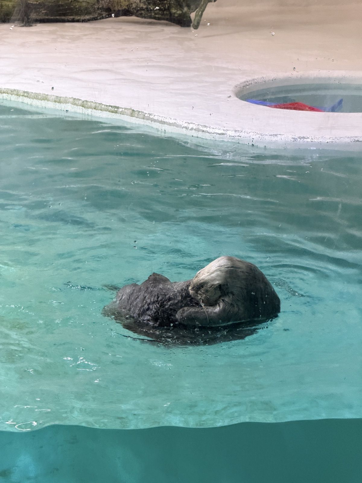 鳥羽水族館海獺在水面整理毛髮