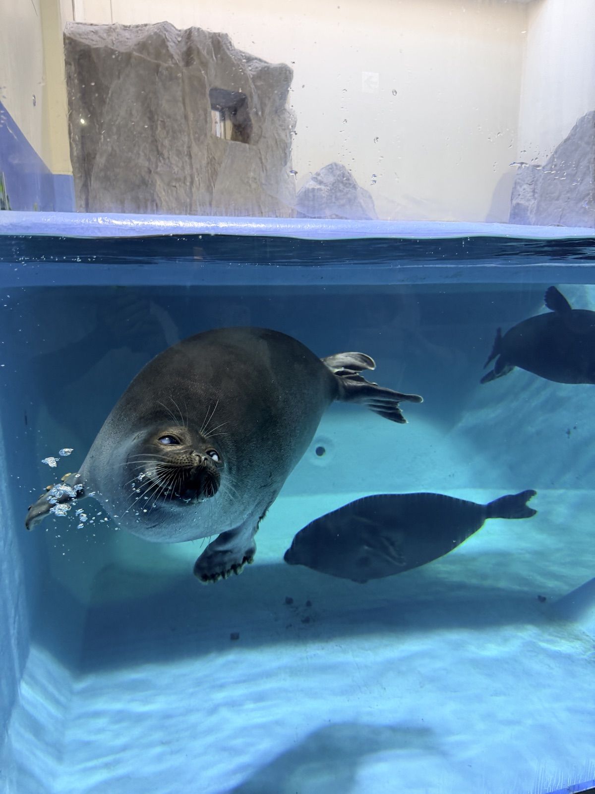 鳥羽水族館水槽內靠近玻璃的海豹