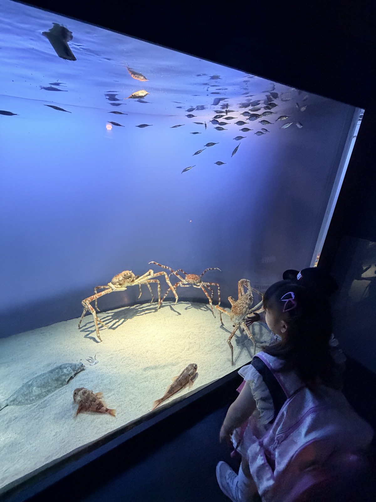鳥羽水族館水槽中的大型長腳蟹與魚群